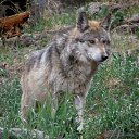 ���� ���������, ������ - ��������� 29 ������� 2019 � ������ �wolf�