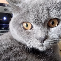 ����, ���������, 35 ���