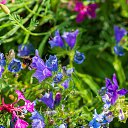  , , 52  -  11  2019     2019