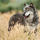 ���� ���������, ������ - ��������� 29 ������� 2019 � ������ �wolf�