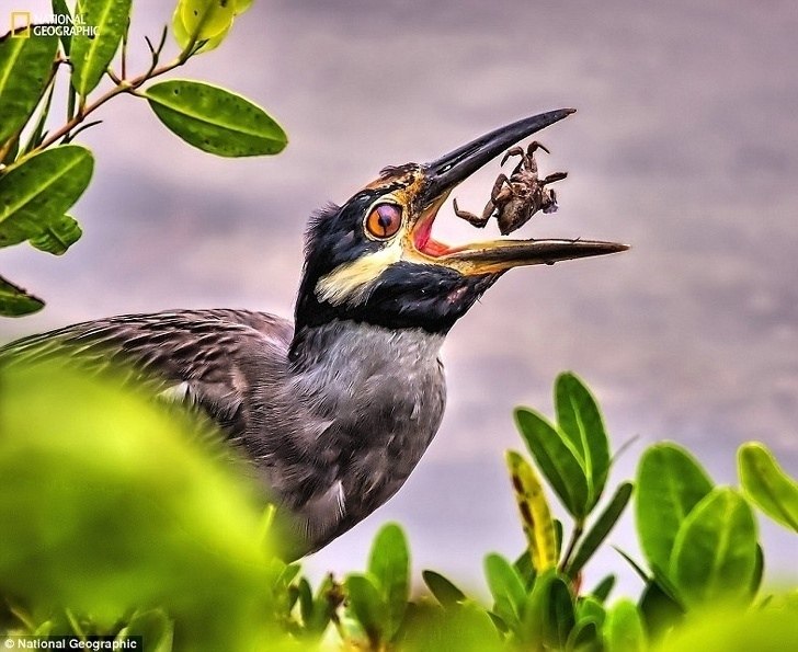 10 o o National Geographic,  oo   o ooo. - 2