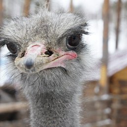 ������, ������������, 60 ���