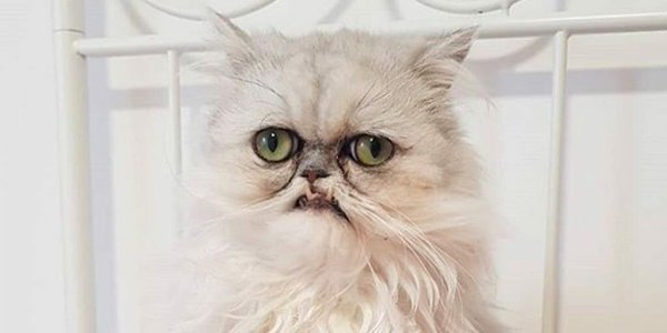 Еще одна звезда инстаграмма кот по кличке Уилфред. Кому то он кажется страшненьким, кому то безумно ...