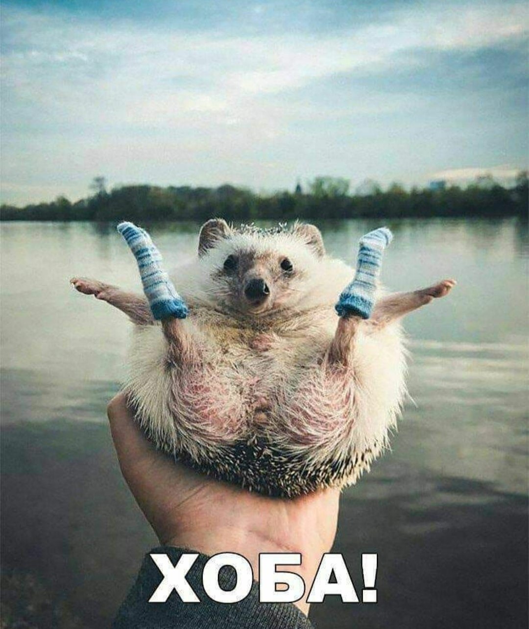 =Fox= - 21  2019  10:01