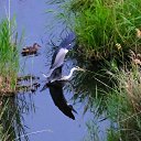 ����� ������� �� ������� ���� ����������