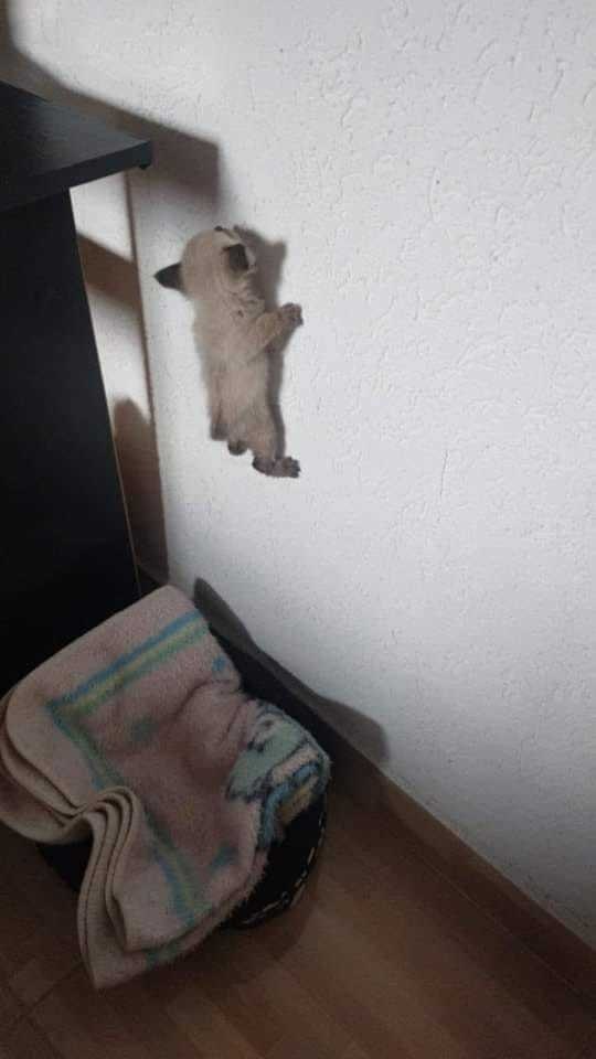  ,   - ,    