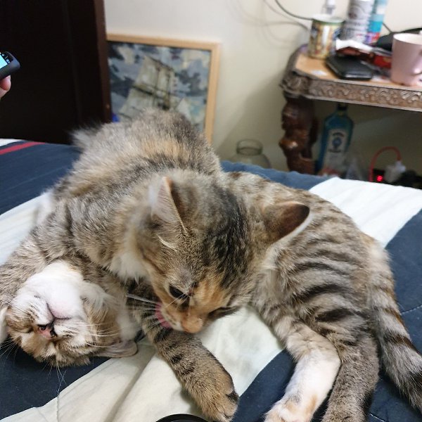 #Безкота_добро.Это две сестрички зовут Зара и Мила. Принесла кошка свекрови. Кошка родила и бросила. ... - 4
