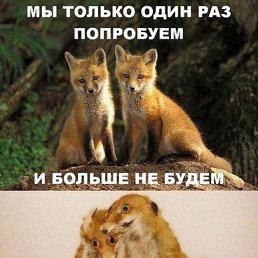 ���������, ���������, 56 ���