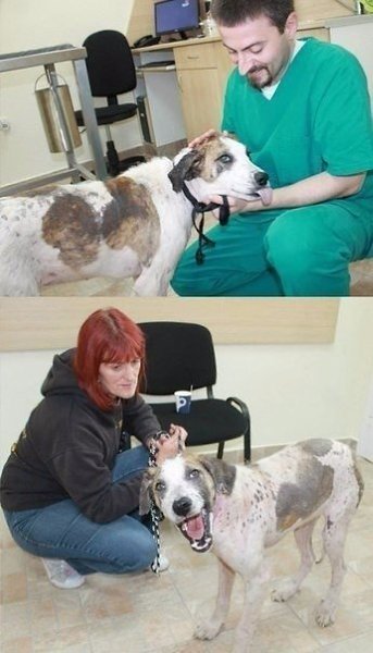 Каждый зaслуживает на второй шанс! Люди, которые спасают животных, спасибо, что вы есть! - 9