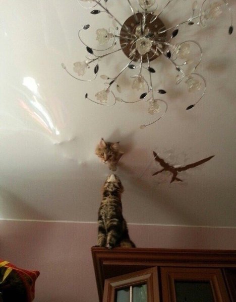 Вот они, хвостатые хулиганы А Ваши котейки хулиганят?)) - 2