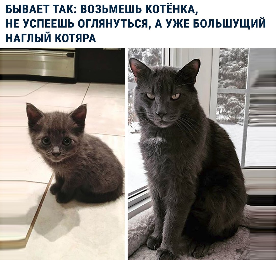 Бывает. Наглый кот. Подобрали кота. Возьмите котика. Кот наглый и толстый шутки.