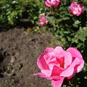  , , 70  -  18  2019   CA_2019_San Jose_Rose Garden