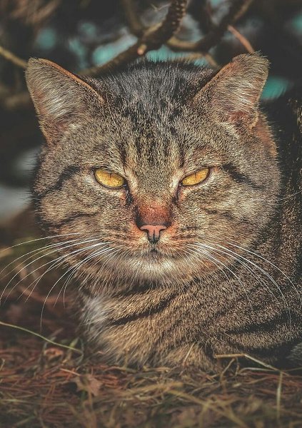 Фотографии уличных котов. В этих глазах можно увидеть многое. - 2