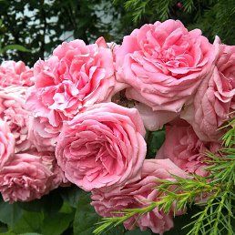 ���� �����, ����, 46 ��� - ��������� 2 ���� 2019