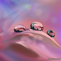 Natalia, �����������, 51 ���