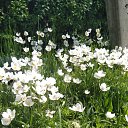 ���� Olga, ������������ - ��������� 17 ������� 2019 � ������ ���� ����������