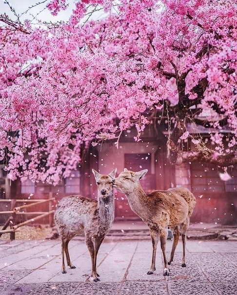 a e pac p..Nara, Japan
