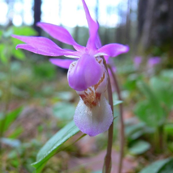     .     (Calypso bulbosa)  ... - 3