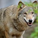���� ���������, ������ - ��������� 29 ������� 2019 � ������ �wolf�