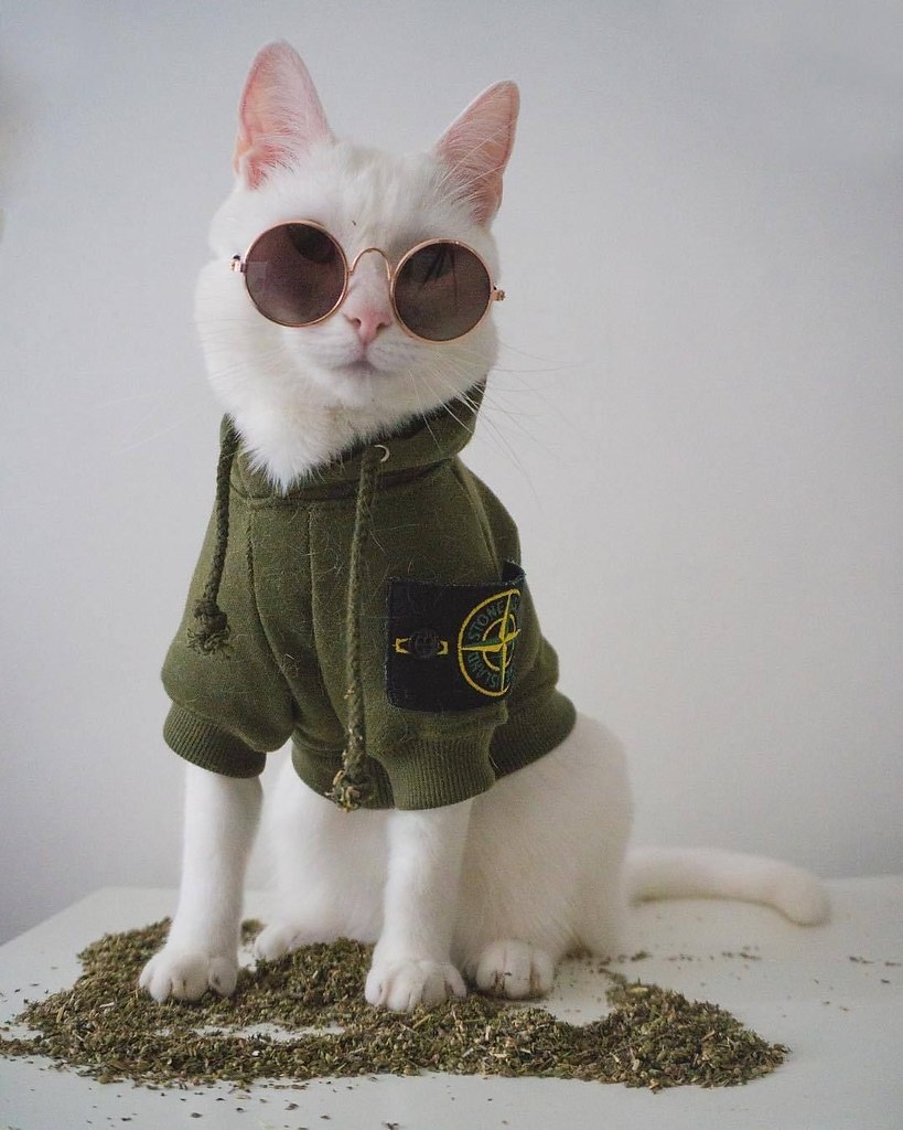 Zappa - ������ �����, ������������� ������� ������ �����.����������� ����� ����� - �������� ... - 6