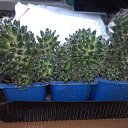 ���� ������ �������������, ������, 53 ���� - ��������� 17 ���� 2019 � ������ �������