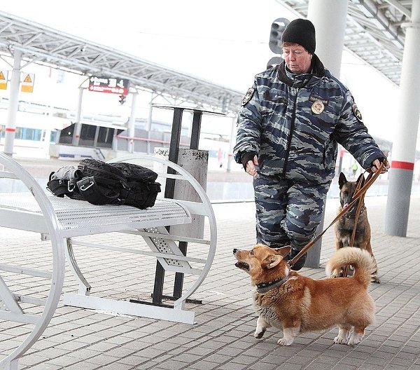 Единственный в России полицейский пёсик породы корги по кличке Рыжик. Уже не первый год он работает ... - 2