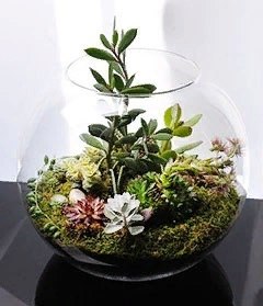 ФЛОРАРИУМ: ОБУСТРОЙСТВО И ПОДБОР РАСТЕНИЙ.Флорариум – это специальный сосуд для выращивания ...
