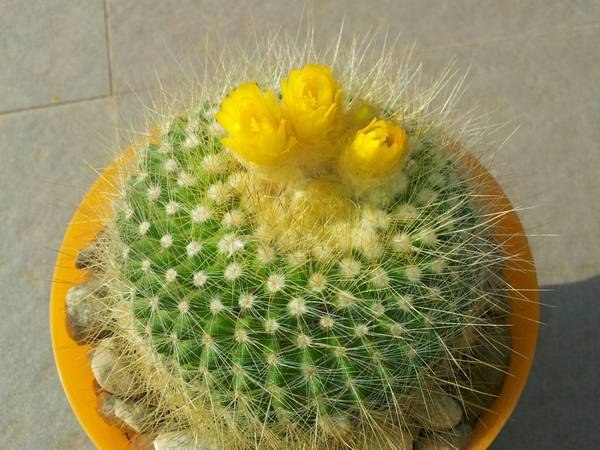  .  (Parodia),    ,     ...