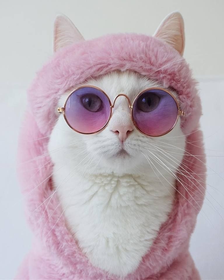 Zappa - ������ �����, ������������� ������� ������ �����.����������� ����� ����� - �������� ... - 8