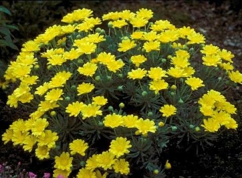     .  (Euryops)      ...