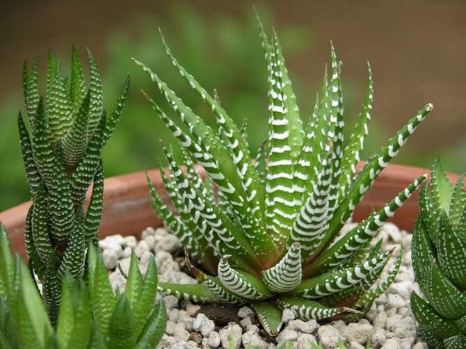 . (Haworthia)  ,  .     ...