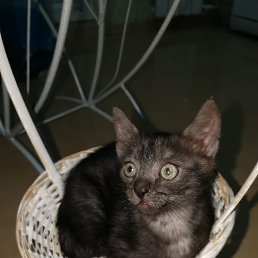 ������, ���������, 39 ���