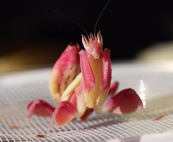     Hymenopus coronatus -  ,   ...