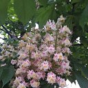 ���� Olga, ������������ - ��������� 17 ������� 2019 � ������ ���� ����������