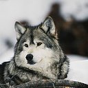 ���� ���������, ������ - ��������� 29 ������� 2019 � ������ �wolf�