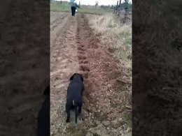 Такса садит картошку...