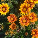 ���� �����, ��������� - ��������� 29 ���� 2019