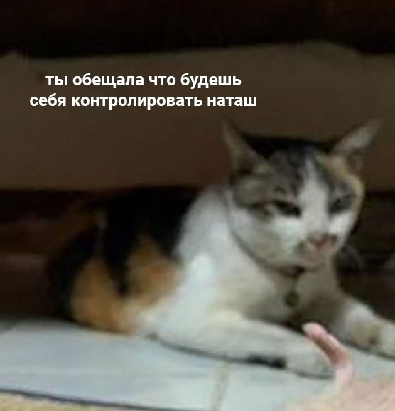 Мем наташа и коты