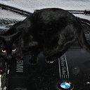Special cat for BMW cars))    