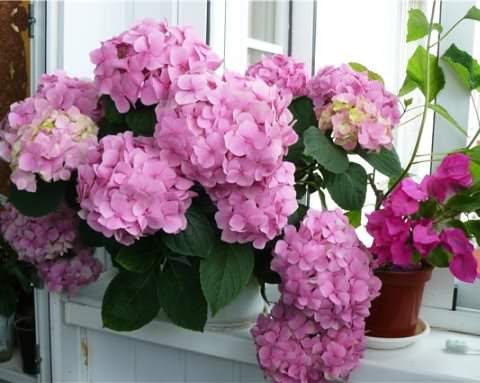 .   (Hydrangea)     ...