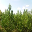 ���� Vuqar, ����, 56 ��� - ��������� 3 ������� 2019