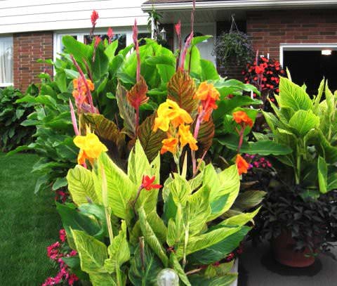 .  (Canna)   50         ... - 3