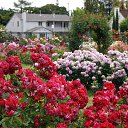  , , 70  -  15  2019   CA_2019_San Jose_Rose Garden_2