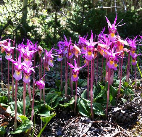     .     (Calypso bulbosa)  ... - 2