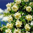 ���� Dalia, �����-��������� - ��������� 27 ��� 2019 � ������ ������ ��������