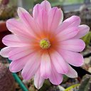 ���� ������, ��������, 55 ��� - ��������� 15 ���� 2019 � ������ ������ ��������