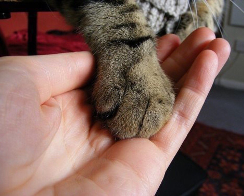 Хочу лапку. Рука и лапа. Кошачья лапа в руке человека. Лапки на руки. Милые лапки.