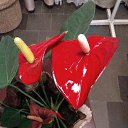 ���� �������, �����-���������, 52 ���� - ��������� 28 ������� 2019 � ������ ���� ����������