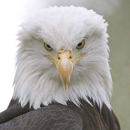 ����, ����, 50 ���