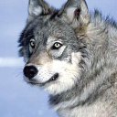 ���� ���������, ������ - ��������� 29 ������� 2019 � ������ �wolf�